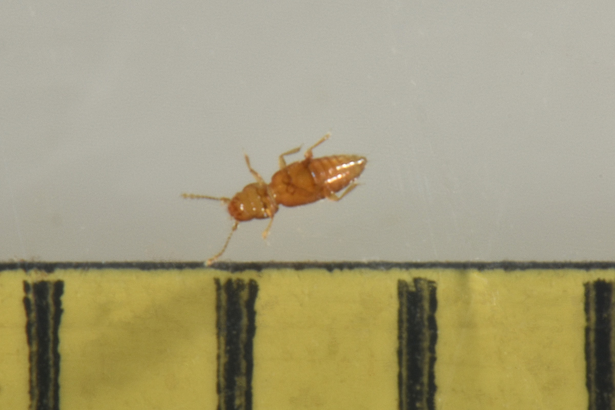 Ptiliidae:  Ptinella sp?